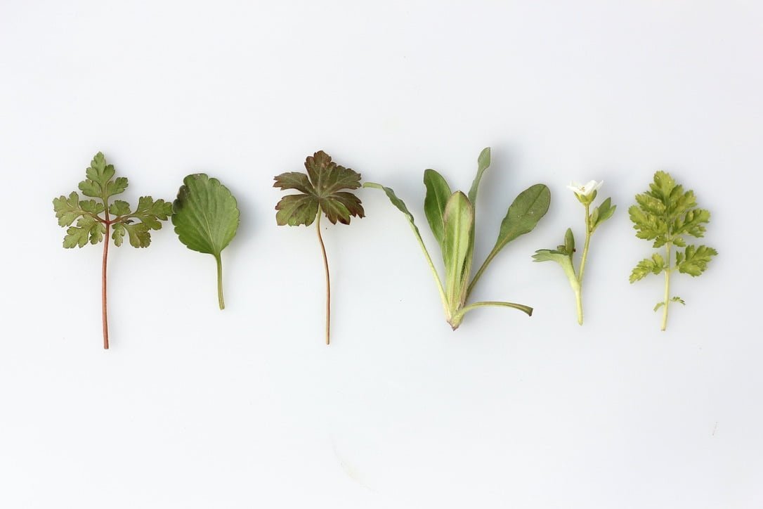 Little Herb Gardens